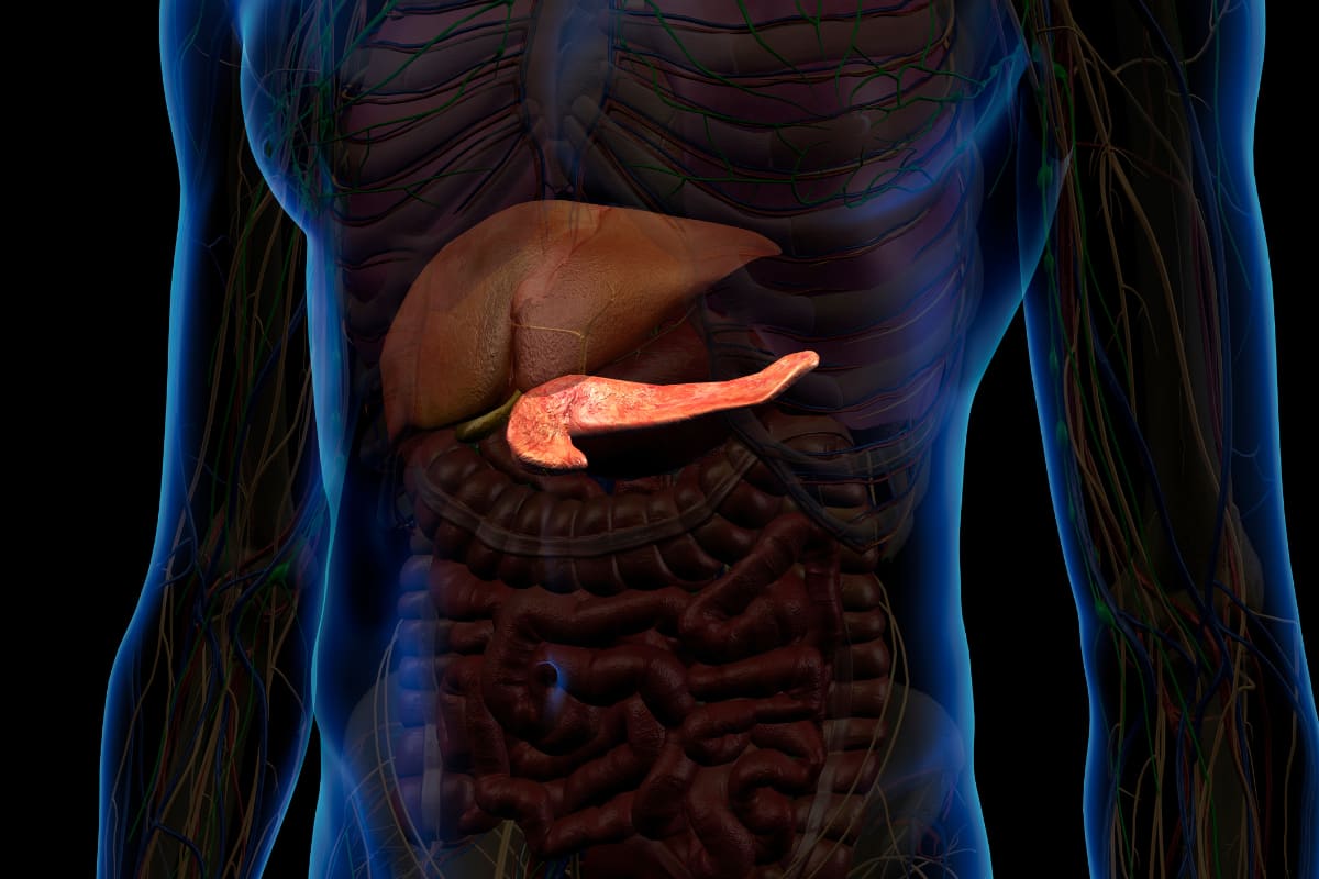 x-ray of organs that manage metabolism